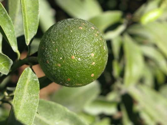 Agrumi, il forte caldo nemico delle cocciniglie