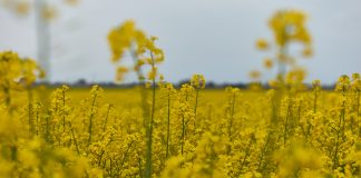 colza