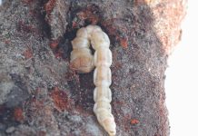 Drupacee, la siccità favorisce il capnode