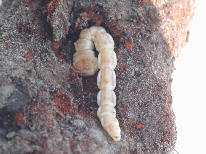 DSCN2843_larva di capnode