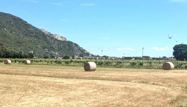 Nutrizione, a Pisa un corso per la gestione avanzata nelle colture