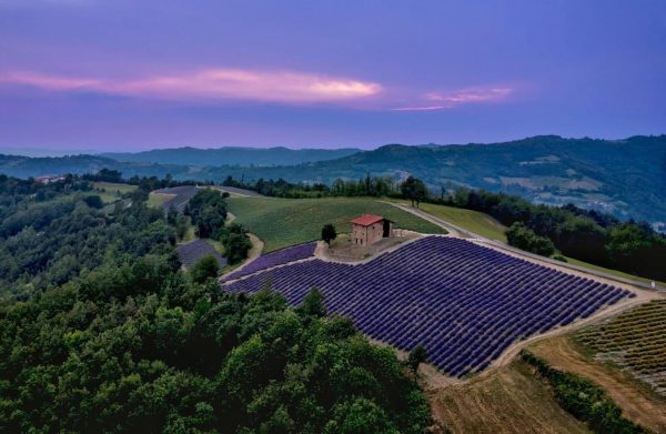 Lavanda, profumo da ritrovare