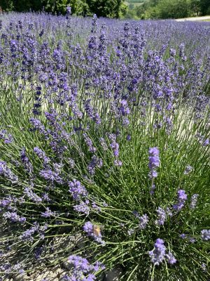 lavanda