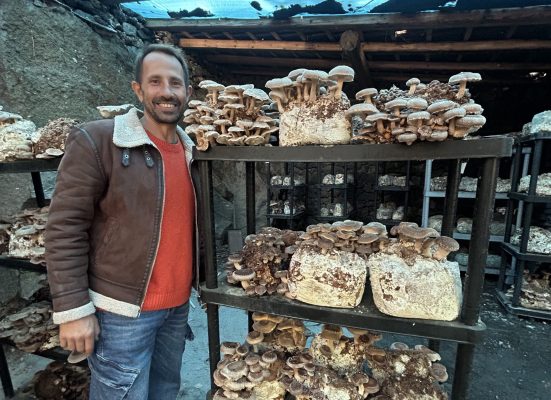 Coltivare funghi su scarti di legno