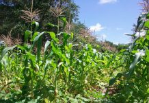 agricoltura rigenerativa