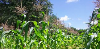 agricoltura rigenerativa