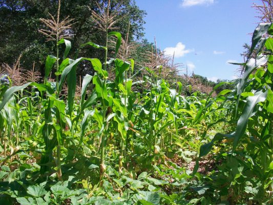 L’approccio americano all’agricoltura rigenerativa