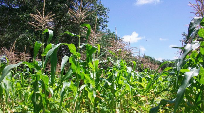 agricoltura rigenerativa