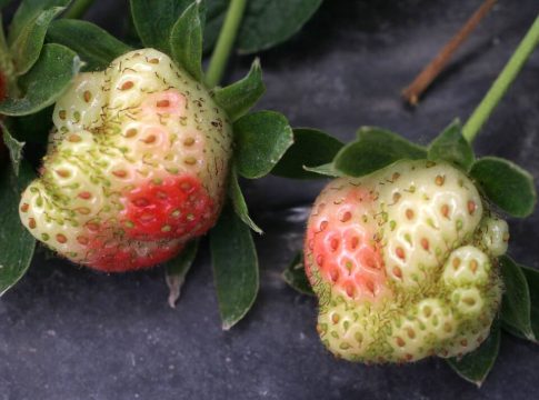 tripidi