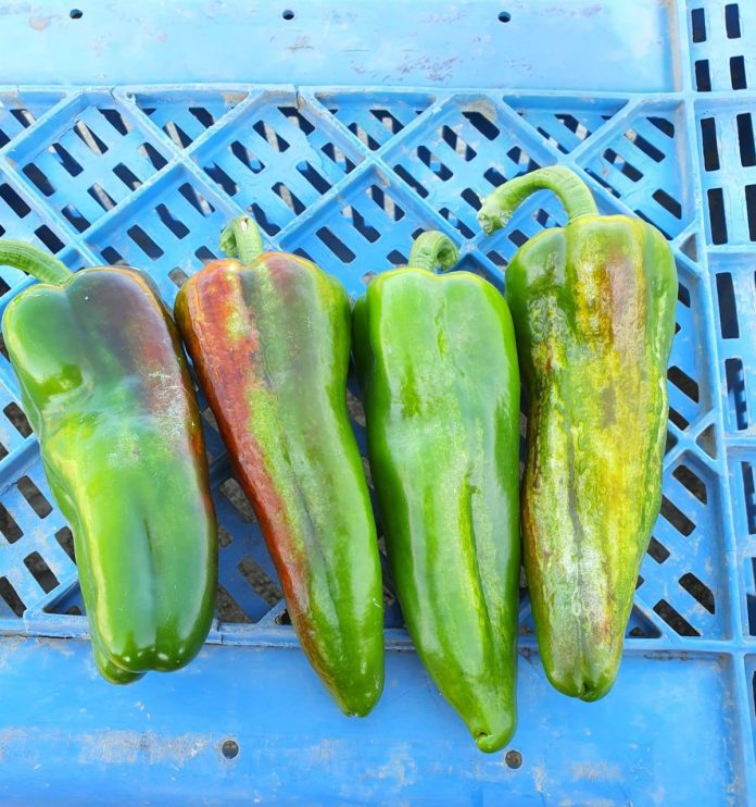 Pachioli_occhio_centro_15_2025_2_peperoni