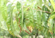 Pesco: una macchia, un patogeno pesco