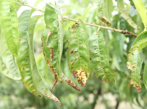 Pesco: una macchia, un patogeno pesco