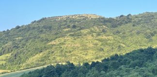 foreste