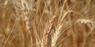 farro