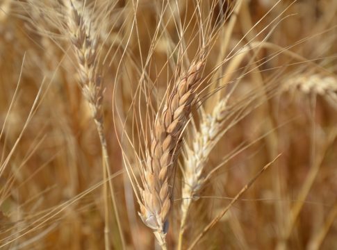 farro