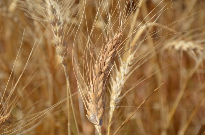 farro