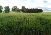 Grano duro, come integrare la nutrizione con sostanze naturali grano duro