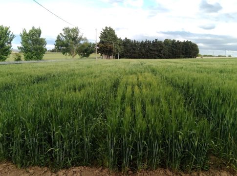 Grano duro, come integrare la nutrizione con sostanze naturali grano duro