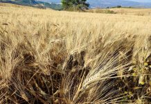 grano duro