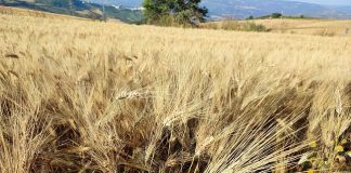 grano duro