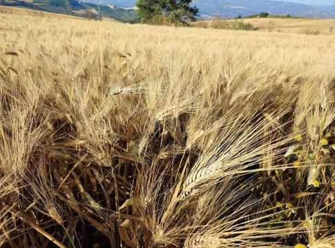 grano duro