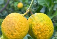 raggrinzimento del limone