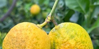 raggrinzimento del limone