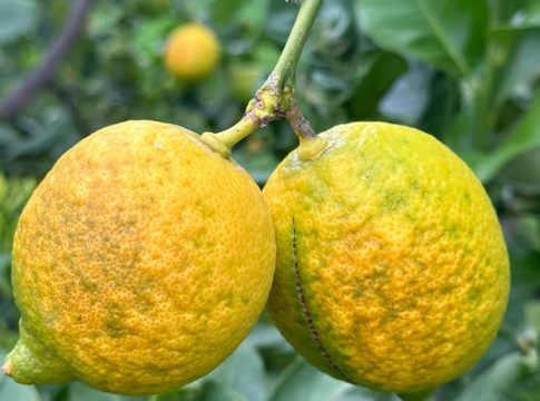 Raggrinzimento dei frutti del limone: fisiopatia complessa e di difficile soluzione raggrinzimento del limone