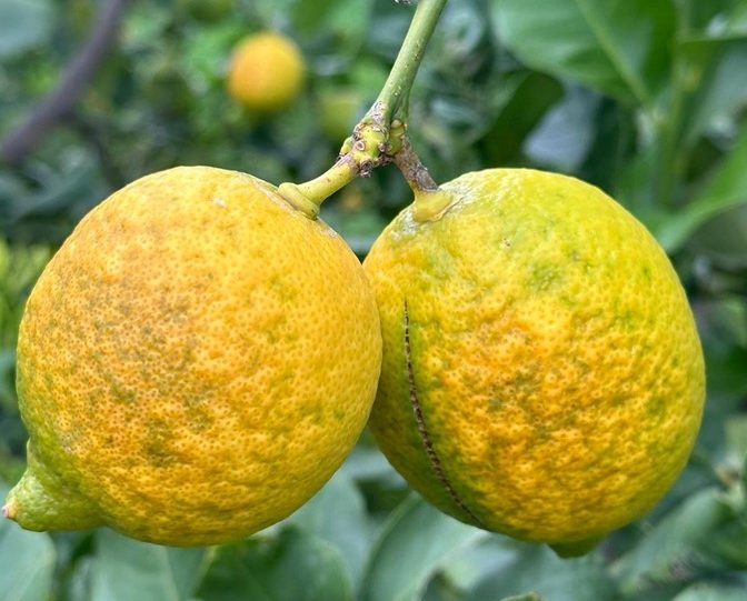 raggrinzimento del limone