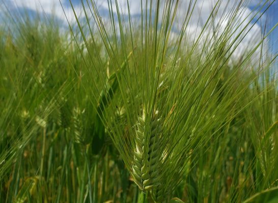 Orzo, nuove prospettive dalla ricerca genetica