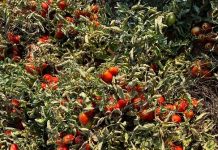 pomodoro industria foggiano