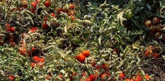 pomodoro industria foggiano