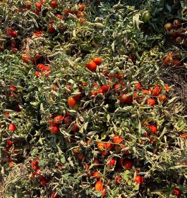 pomodoro industria foggiano