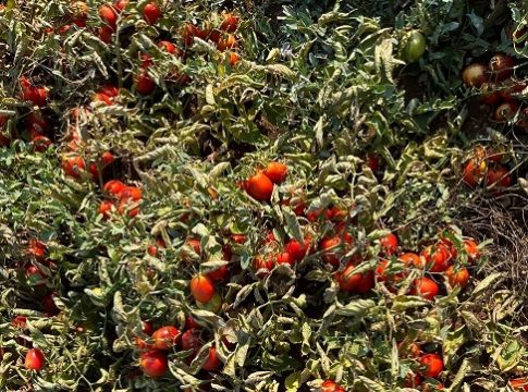 pomodoro industria foggiano