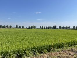 Primo via libera al parere sulla risicoltura europea superfici a riso in crescita