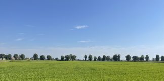 superfici a riso in crescita