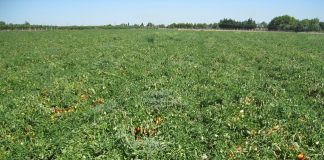 residui piante pomodoro