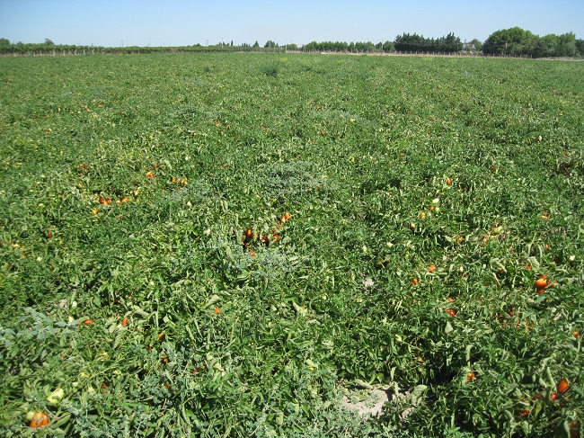 Apertura residui piante pomodoro