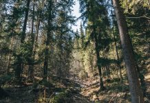 Crediti di carbonio forestali, al via il registro nazionale crediti di carbonio