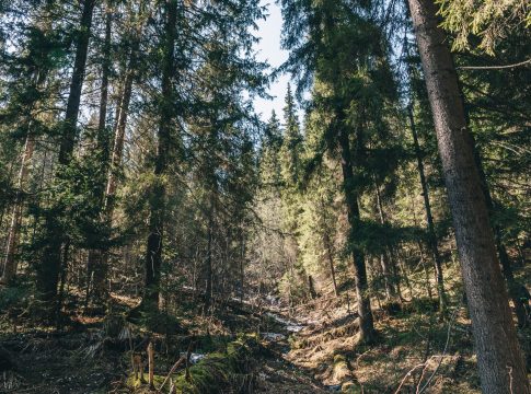 Crediti di carbonio forestali, al via il registro nazionale crediti di carbonio