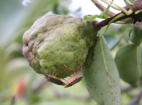 Pere, danni da cimice asiatica identificati grazie all’infrarosso