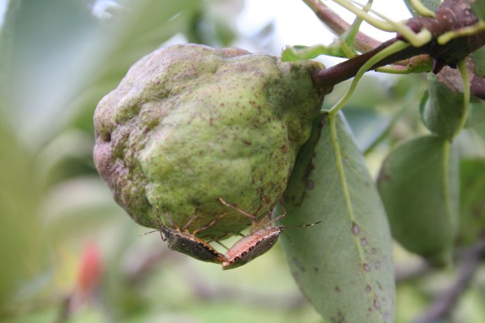 Giovanella_cimice_16_2025_1_cimice-asiatica-danni-pere_Brown Marmorated shield bug on ripe pear on tree in the orchard. Halyomorpha halys insect infestation