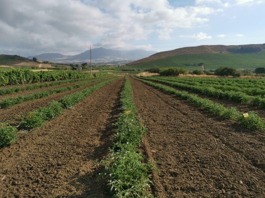 Se la raccolta è anticipata il pomodoro è dorato
