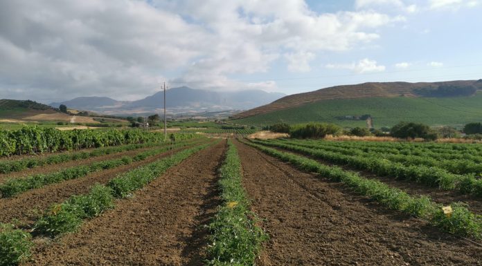 Se la raccolta è anticipata il pomodoro è dorato