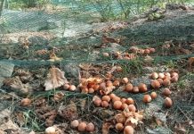 Nocciola di Sicilia e Suino nero dei Nebrodi chiedono la certificazione