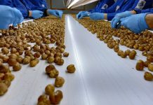 Tonda gentile, prezzo alto ma non basta a coprire i costi tonda gentile