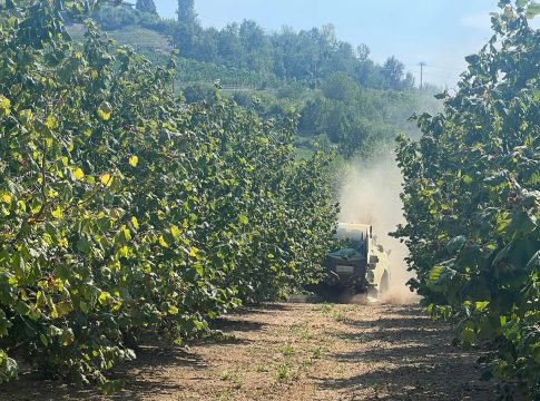 Nocciole, doccia fredda per i produttori piemontesi nocciole