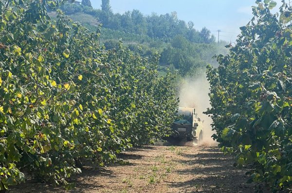 Nocciole, doccia fredda per i produttori piemontesi