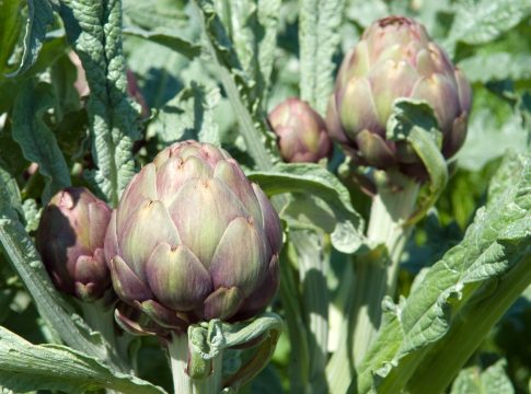 Carciofo, capolini piccoli se la nutrizione è scarsa carciofo