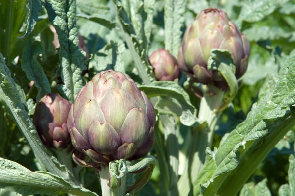 Carciofo, capolini piccoli se la nutrizione è scarsa